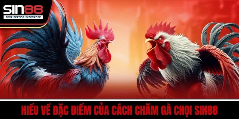 Cách Chăm Gà Chọi Giúp Gà Sung Sức Đá Hay Mỗi Ngày Tại SIN88 2 Hiểu Về Đặc Điểm Của Cách Chăm Gà Chọi SIN88